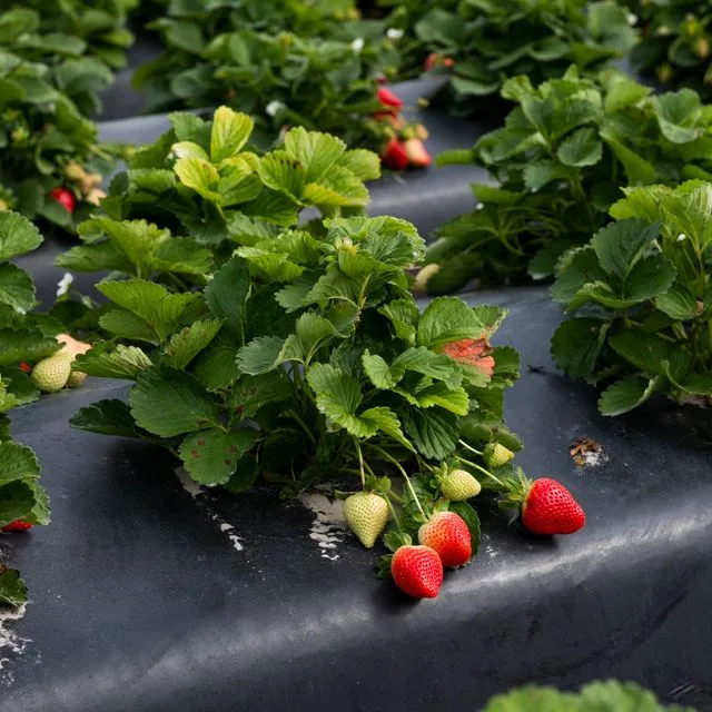 thumbnail for publication: UF/IFAS Nutrient Management Recommendation Series: Strawberry